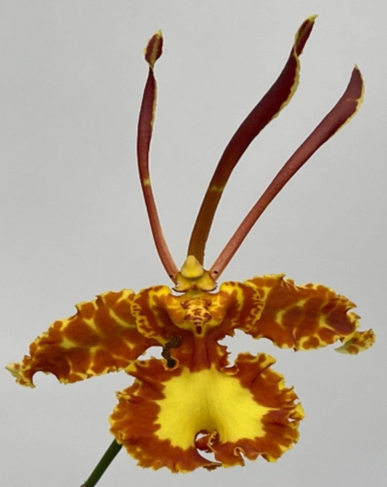 Yellow and maroon Psychopsis mariposa orchid flower with ruffled petals