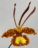 Psychopsis mariposa Orchids