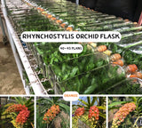 Orange Rhynchostylis Orchid Ð Fragrant Thai Orchid, Botanical Plant Dried Flower