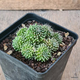 D6427 MAMMILLARIA PAINTHERII MONSTER pot9-H5-W8 cm MaMa Cactus Green Plant