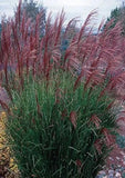 100 Purple Morning Light Maiden Grass Miscanthus Seeds. Organic. USA Seeds. Ship Pampas Grass