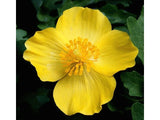30 LESSER CELANDINE POPPY SEEDS - Stylophorum diphyllum Garden Plants