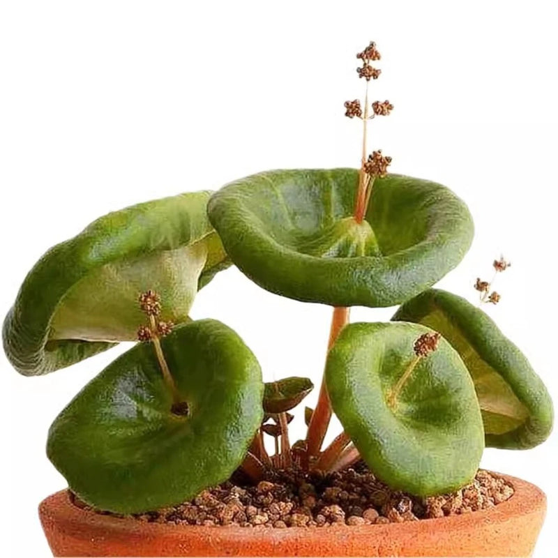 Succulent plant with thick green rosette leaves in a terracotta pot