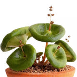 1CM Succulent Plant Crassula Umbella Wine Cup Crassulaceae Home Garden Beautiful Garden Plants