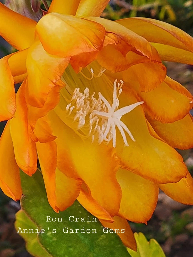 Orange orchid cactus flower with white stamens