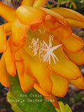 Epiphyllum Ron Crain Unrooted Cuttings - 8 to 10 inches long - Orchid Cactus Orchids