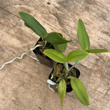 Cattleya Tigrina ÔToo goodÕ AM/AOS X Self 2Ó Pot Seedling Orchids