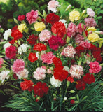 1000 Mixed Lovely Carnation Seeds Dianthus Flowers Seed Flower Carnation