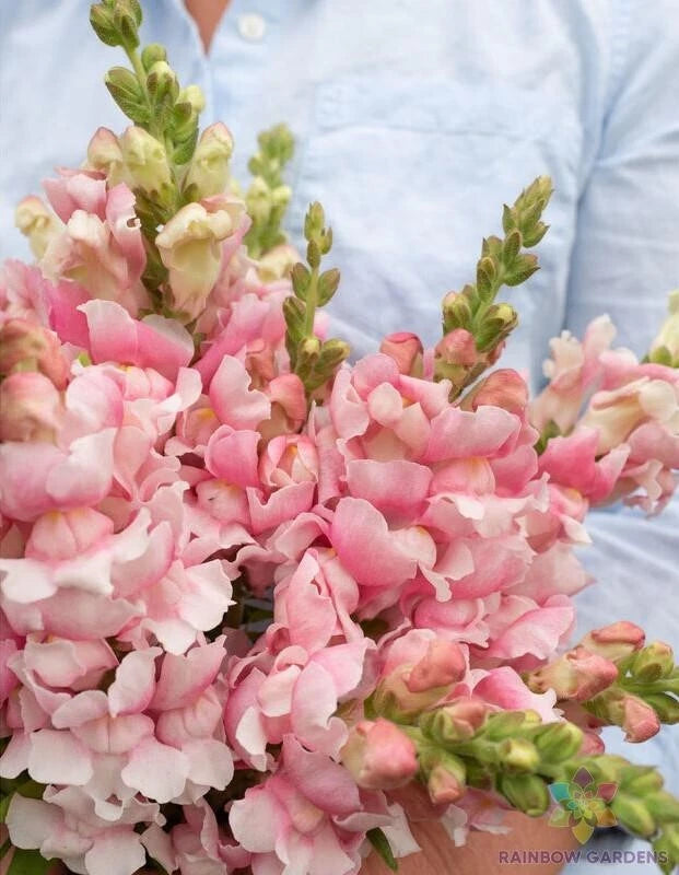 1000+ Bridal Pink Snapdragon Seeds for Garden Planting - USA - FREE SHIPPING! Garden Plants