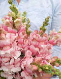1000+ Bridal Pink Snapdragon Seeds for Garden Planting - USA - FREE SHIPPING! Garden Plants