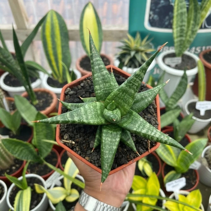 Sansevieria Hybrid Blorong Ð Mottled Green Pattern Live Plant Grow in Pot Green Plant