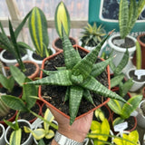 Sansevieria Hybrid Blorong Ð Mottled Green Pattern Live Plant Grow in Pot Green Plant