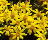 200+ Damianita (Chrysactinia Mexicana) Daisy Seeds for Garden - FREE SHIPPING! Garden Plants