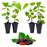 Mulberry "Dwarf Everbearing" Set of 4 starter plants Green Plant