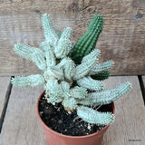 D5791 EUPHORBIA MAMMILLARIS VARIEGATED pot10-H13-W16 cm MaMa Cactus Green Plant