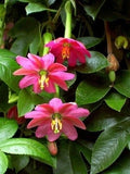 Passiflora Mollissima 10 Seeds, Banana Passion Fruit Garden Climbing Vine Garden Plants