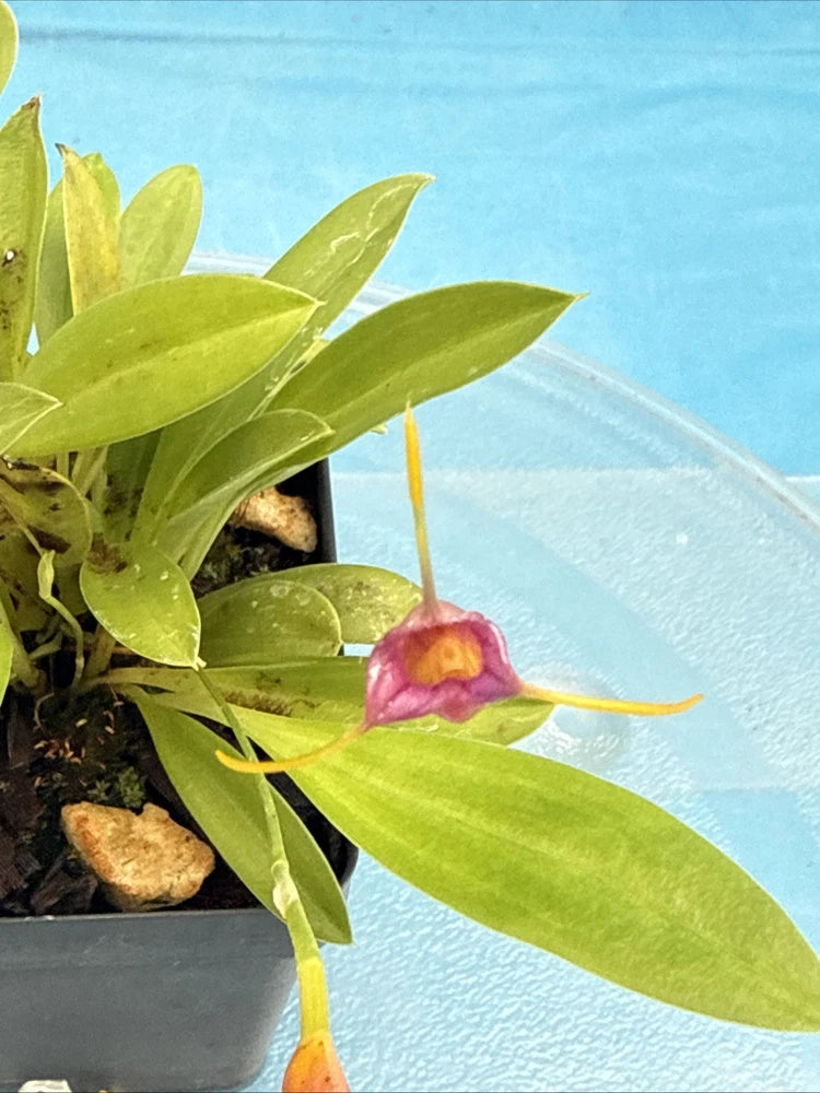 Masdevallia mystica Rust-Red Yellow Blooming Established Orchid Species 4Ó Pot Orchids