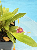 Masdevallia mystica Rust-Red Yellow Blooming Established Orchid Species 4Ó Pot Orchids