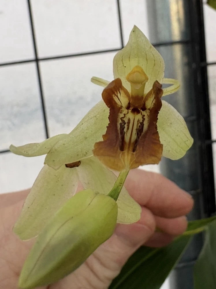 Mounted green orchid with brown center markings and three drooping petals