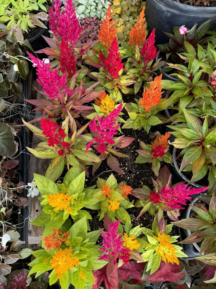 Potted orchid plants with pink, orange, and yellow flower spikes in black pots