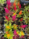 Celos’a Plant Orchids