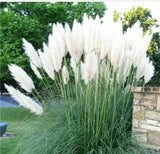 10 Seeds White Pampas Grass Perennial Flowering Ornimental Grasses Flower Pampas Grass