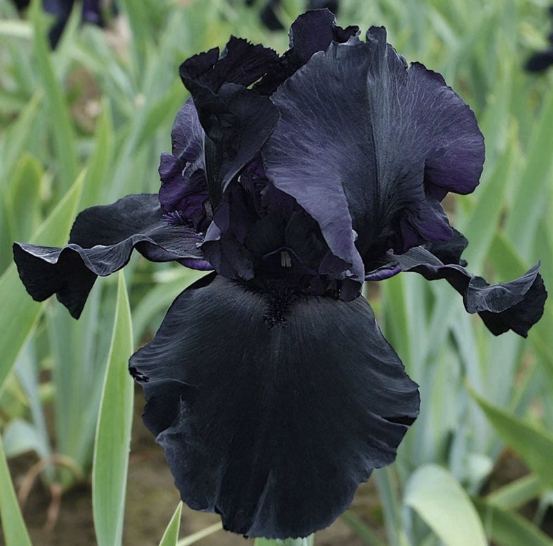 Old Black Magic Iris Plant Rhizome Fragrant Flowers Perennial Organic Gift Mom Flowering Plants