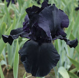Old Black Magic Iris Plant Rhizome Fragrant Flowers Perennial Organic Gift Mom Flowering Plants