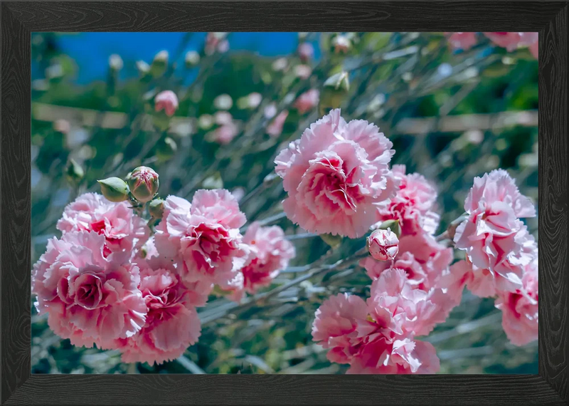 Pink Carnations in Bloom Framed Wall Art Poster Canvas Print Picture Carnation