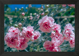 Pink Carnations in Bloom Framed Wall Art Poster Canvas Print Picture Carnation