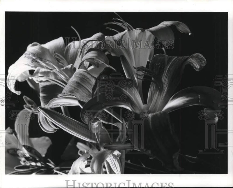 Black-and-white press photo of blooming Easter lily flowers
