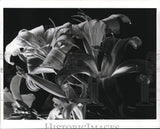 1977 Press Photo Easter lily flowers in bloom - pia09757 Lily