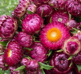 Purple Red Strawflower - Pack 100 Seeds - Annual White Blooms Plant Garden Plants
