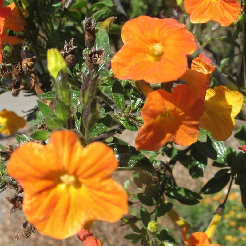 Streptosolen jamesonii | Marmalade Bush | Orange Browallia |Firebush | 50_Seeds Garden Plants