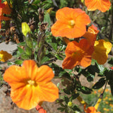 Streptosolen jamesonii | Marmalade Bush | Orange Browallia |Firebush | 50_Seeds Garden Plants