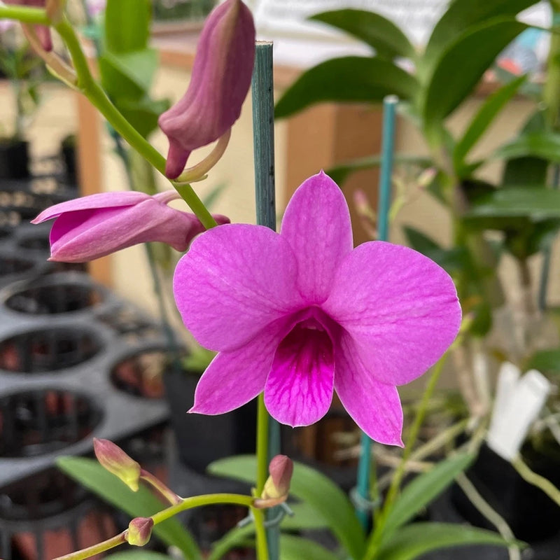 (516-4) D. Enobi Purple (pink)     FS Orchids