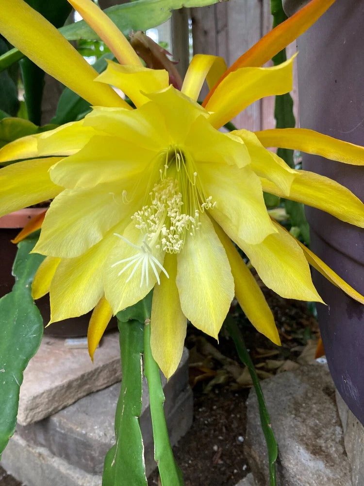 25+ SEEDS Epiphyllum Orchid Cactus SONOMA SUNSHINE x STADRADT VON MAX RICHTER Orchids