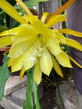 25+ SEEDS Epiphyllum Orchid Cactus SONOMA SUNSHINE x STADRADT VON MAX RICHTER Orchids
