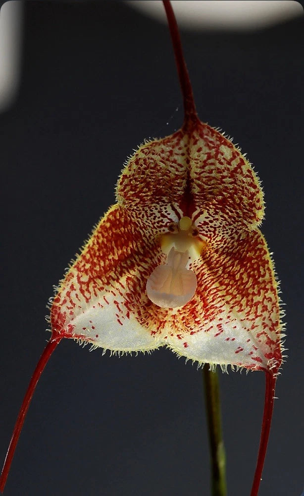 Spotted orange-and-ivory orchid bloom with speckled petals and curved lip
