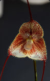 Dracula astuta Orange Ivory Yellow Gold Spots Orchid Species Bloom Size 1.5Ó Pot Orchids