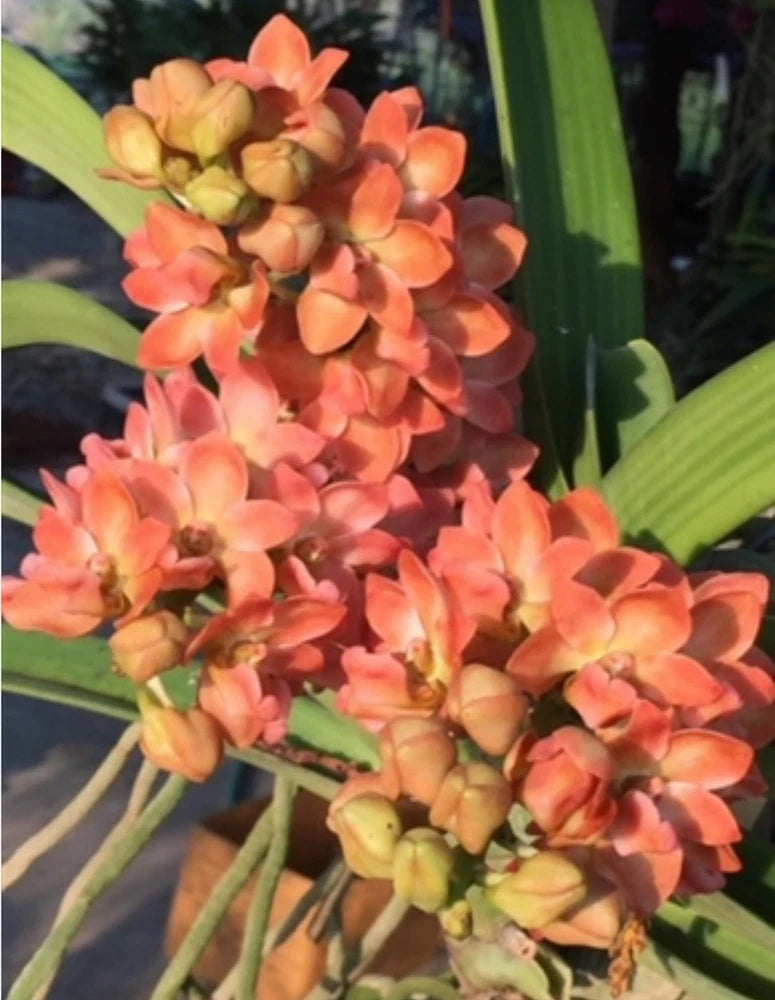 Orange foxtail orchid with clustered small blossoms on a green stem