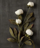 New Set Of 5 Ashland by MichaelÕs 28Ó Cream Peony Stems Peony