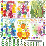 210 Pcs Dried Pressed Flowers for Resin, Dried Pressed Flowers for Crafts, Bu... Dried Flower