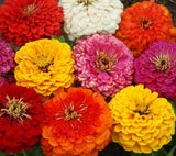 ZINNIA DAHLIA FLOWERED MIX SEEDS 100+ GARDEN bees BIRDS annual Free Shipping Garden Plants