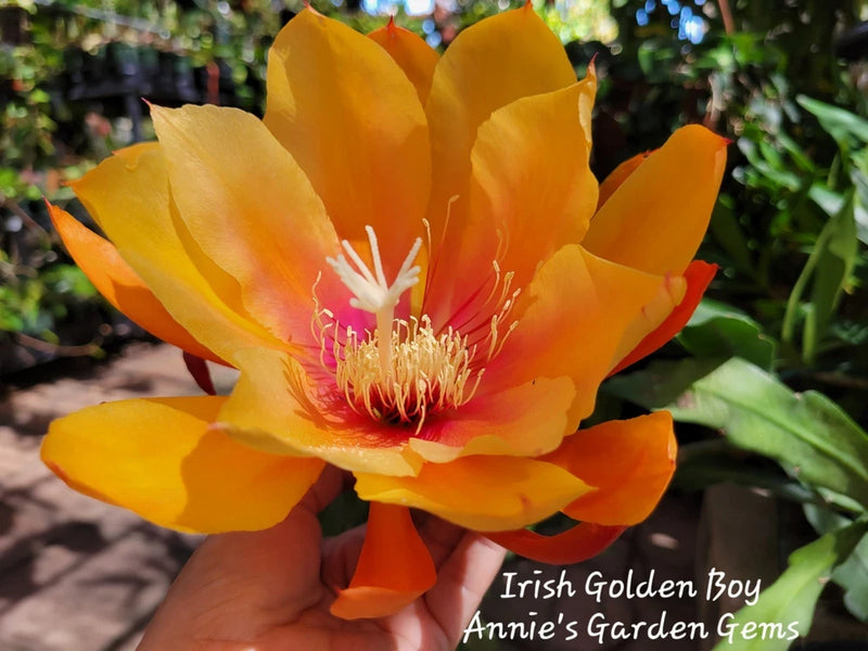 Epiphyllum orchid flower with orange-gold petals and pink stamens held in hand
