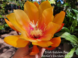 Epiphyllum Irish Golden Boy Unrooted Cuttings - 8 to 10 inches long Orchids