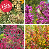 50+ Perennial Arizona Sandstone Hummingbird Mint Flower Seeds for Planting Outdo Flowering Plants