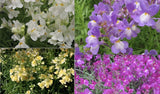 1000 LINARIA Vulgaris SEEDS Garden Flower rare exotic USA seller FREE shipping Garden Plants