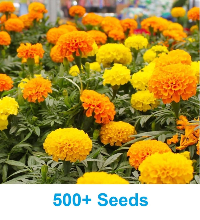 500+ Marigold Seeds Cracker Jack Mix African Marigold Seeds Flowering Plants
