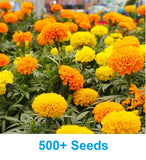 500+ Marigold Seeds Cracker Jack Mix African Marigold Seeds Flowering Plants